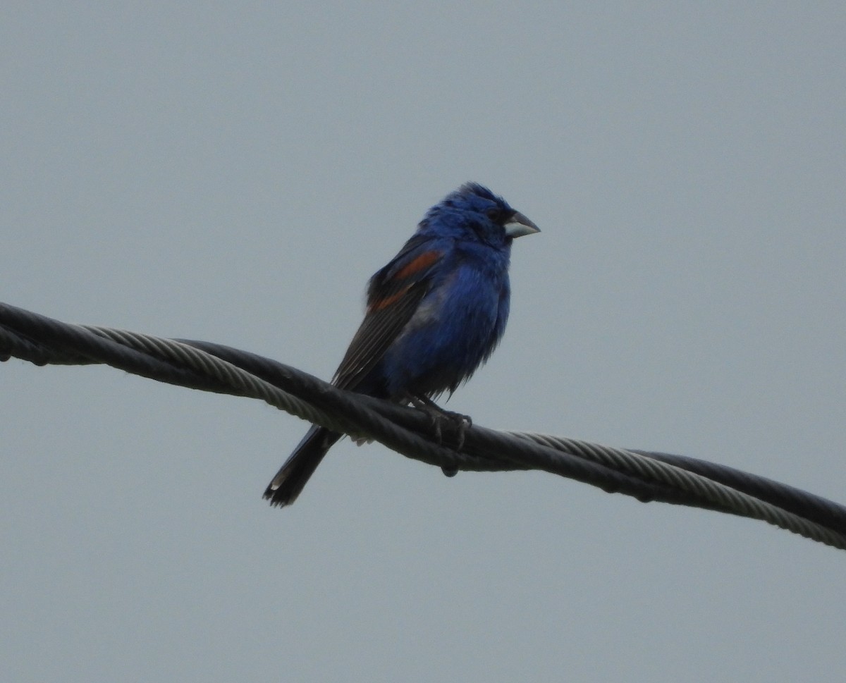 Blue Grosbeak - ML582596181