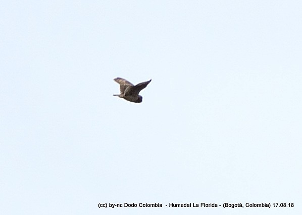 Short-eared Owl - ML582597321