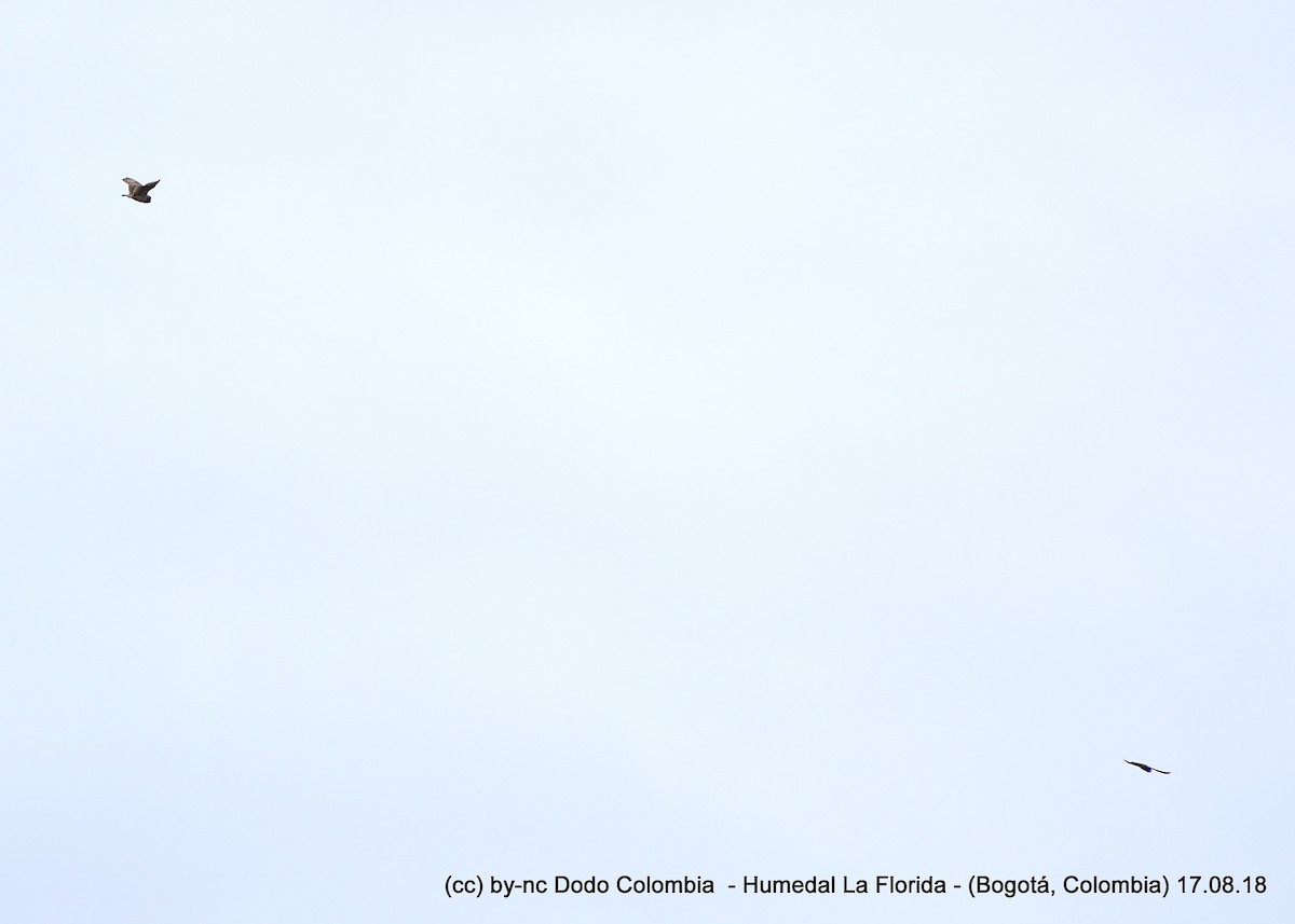 Short-eared Owl - ML582597341