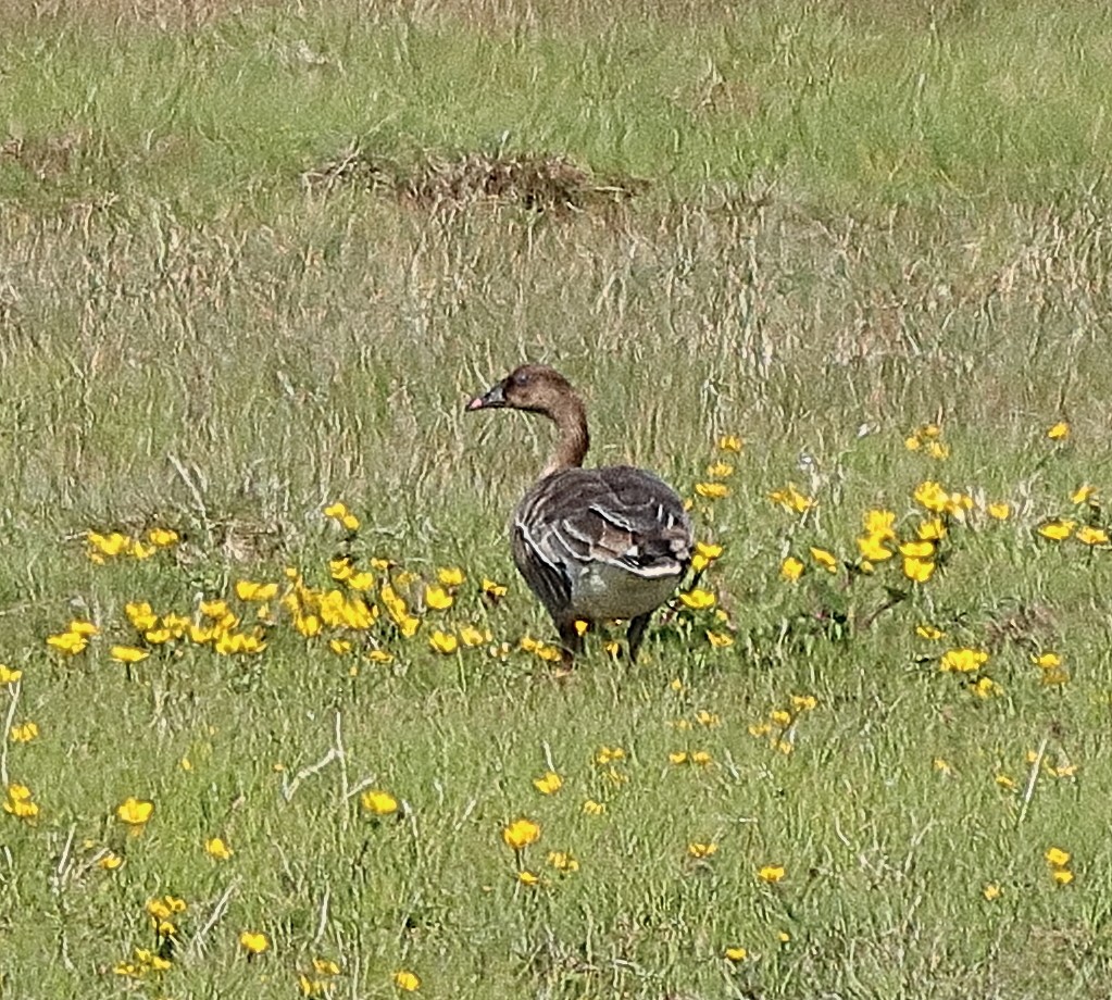 Pink-footed Goose - Brian Cox