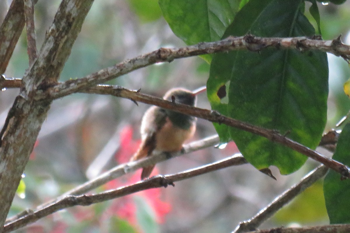 Chestnut-bellied Hummingbird - ML58259911