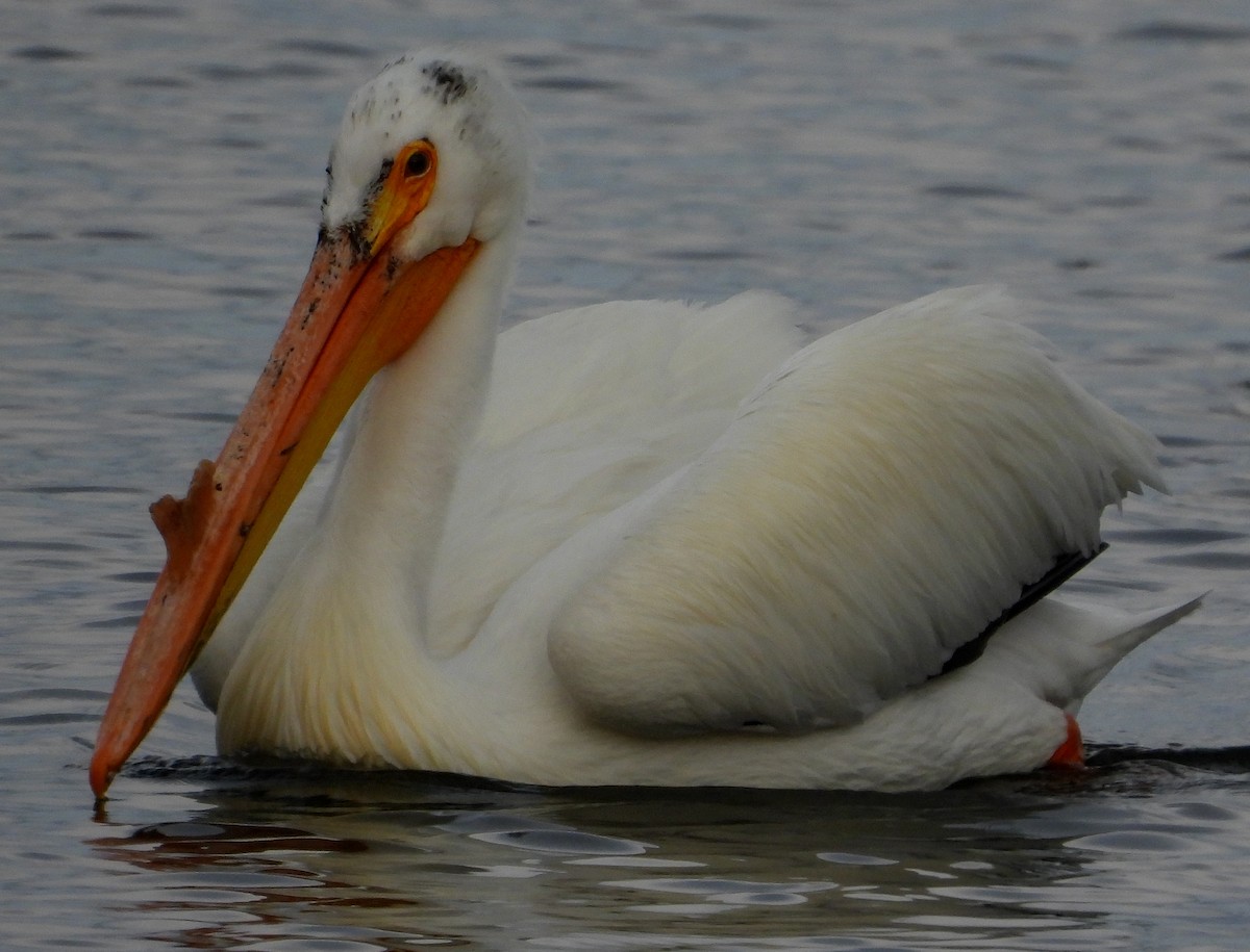 American White Pelican - ML582599301