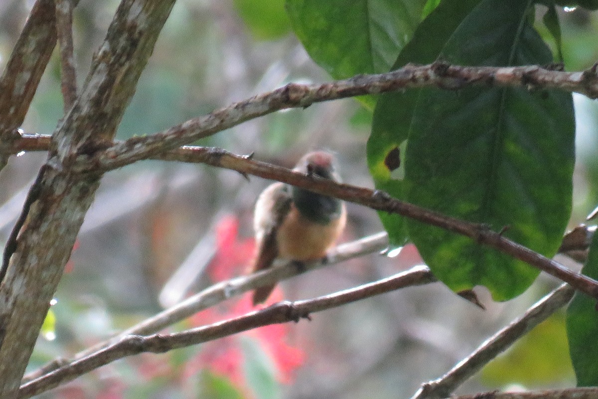 Chestnut-bellied Hummingbird - ML58259941