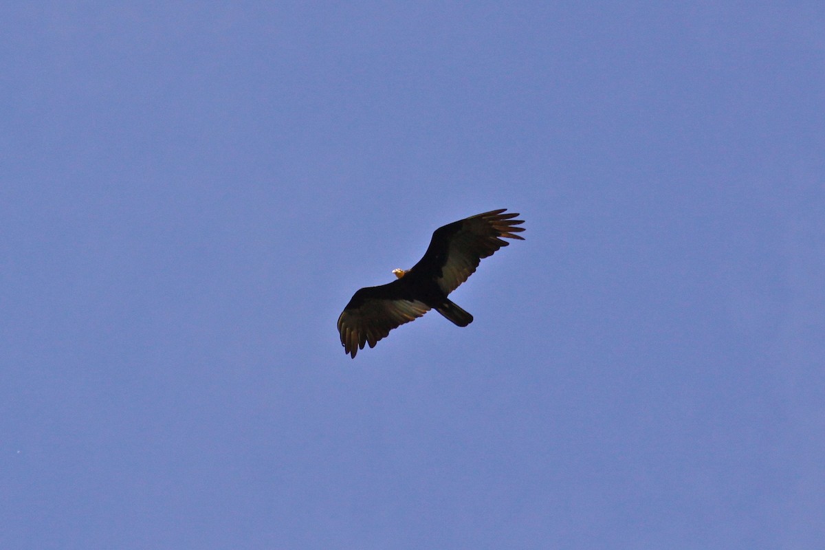 Greater Yellow-headed Vulture - ML582599411