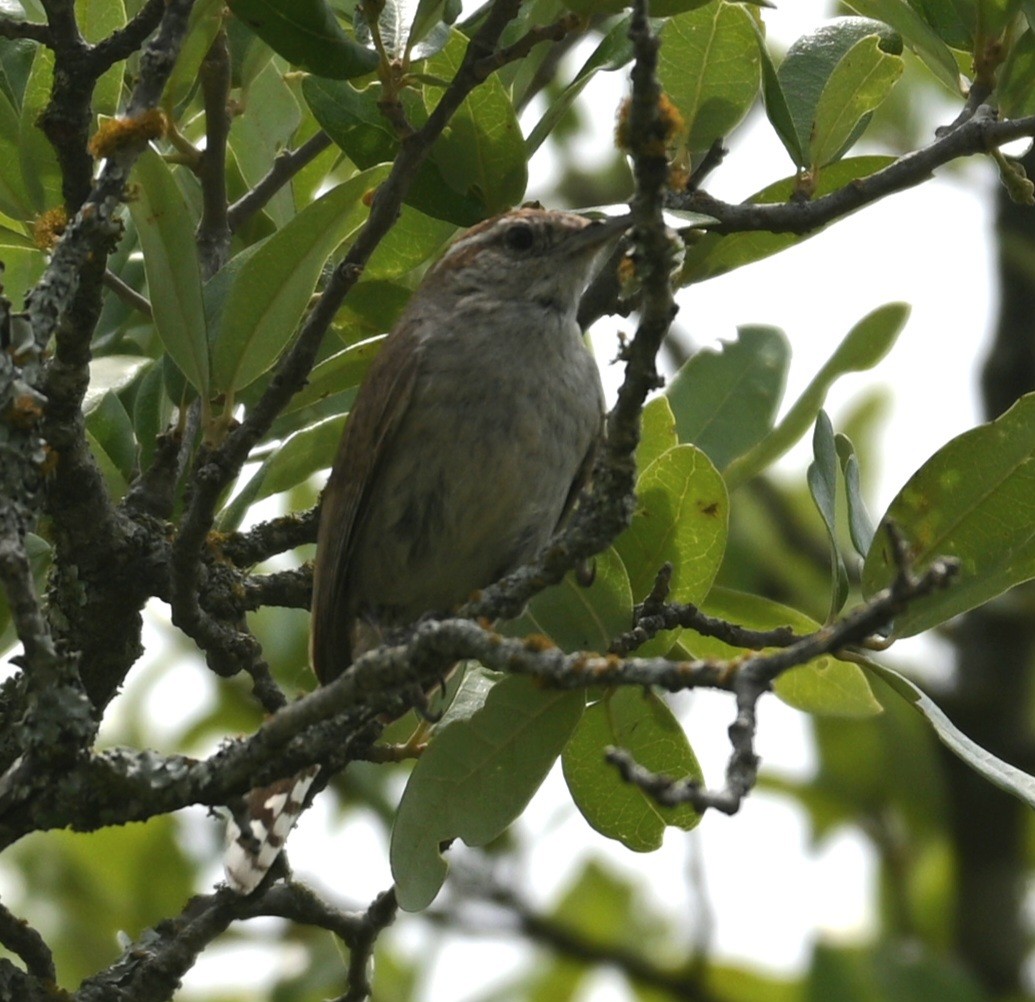 Bewick's Wren - ML582600091