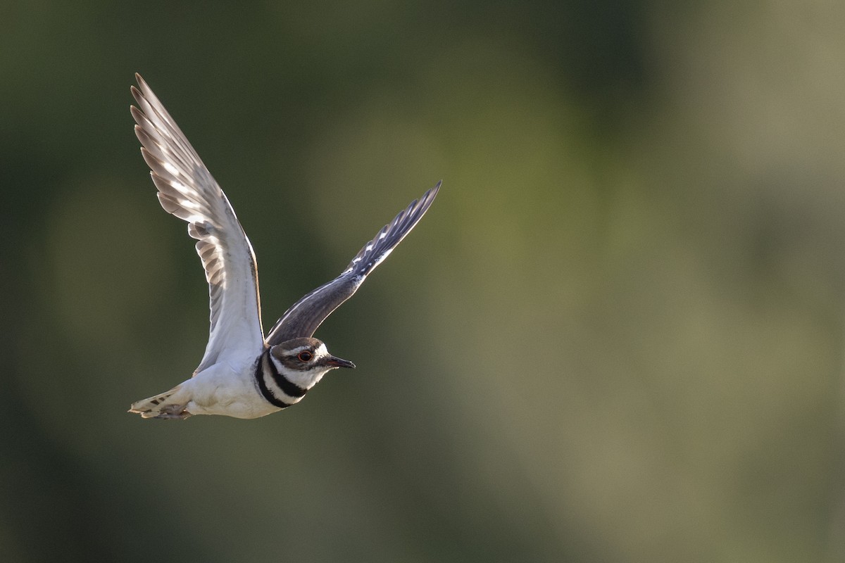 Killdeer - Michael Stubblefield