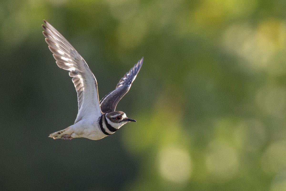 Killdeer - Michael Stubblefield