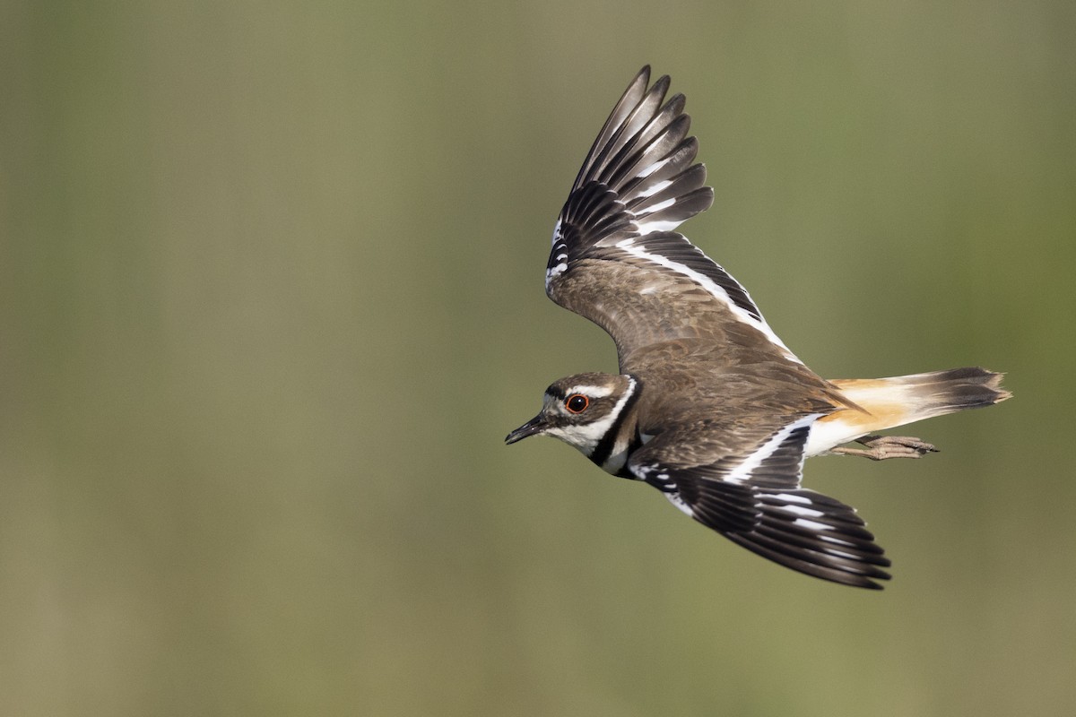 Killdeer - Michael Stubblefield