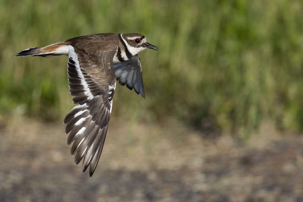 Killdeer - Michael Stubblefield