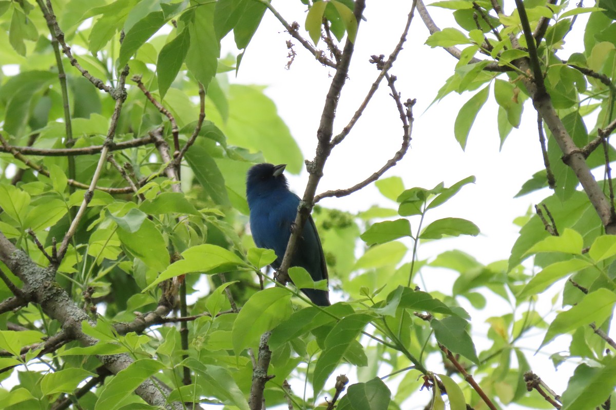 Indigo Bunting - ML582600811