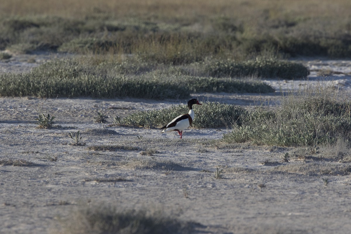 Common Shelduck - Menderes Eyüboğlu