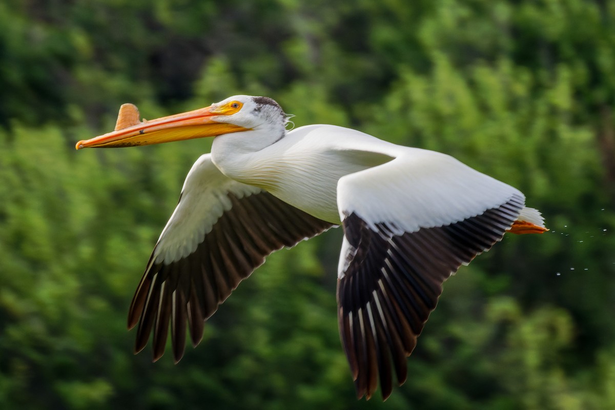 American White Pelican - Neil Wiken