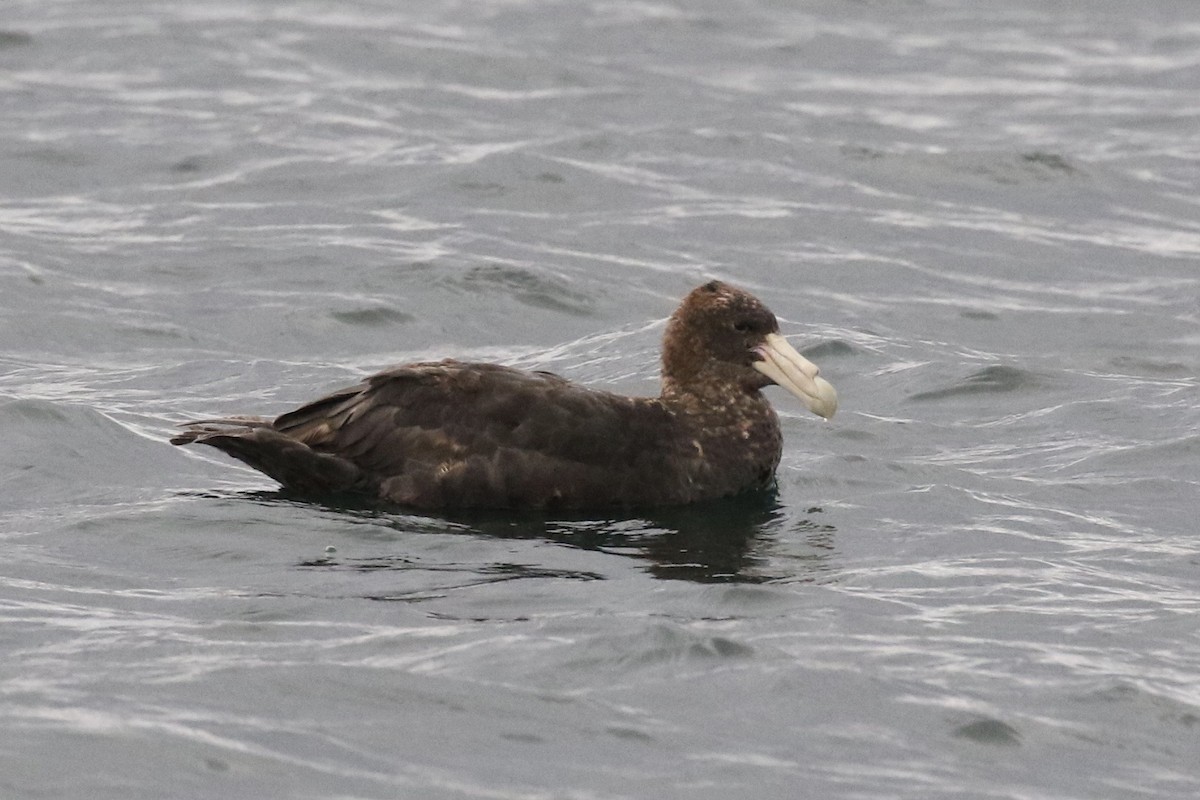 Ossifraga - ML582604951