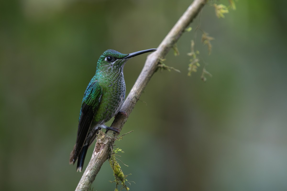 Green-crowned Brilliant - ML582604961