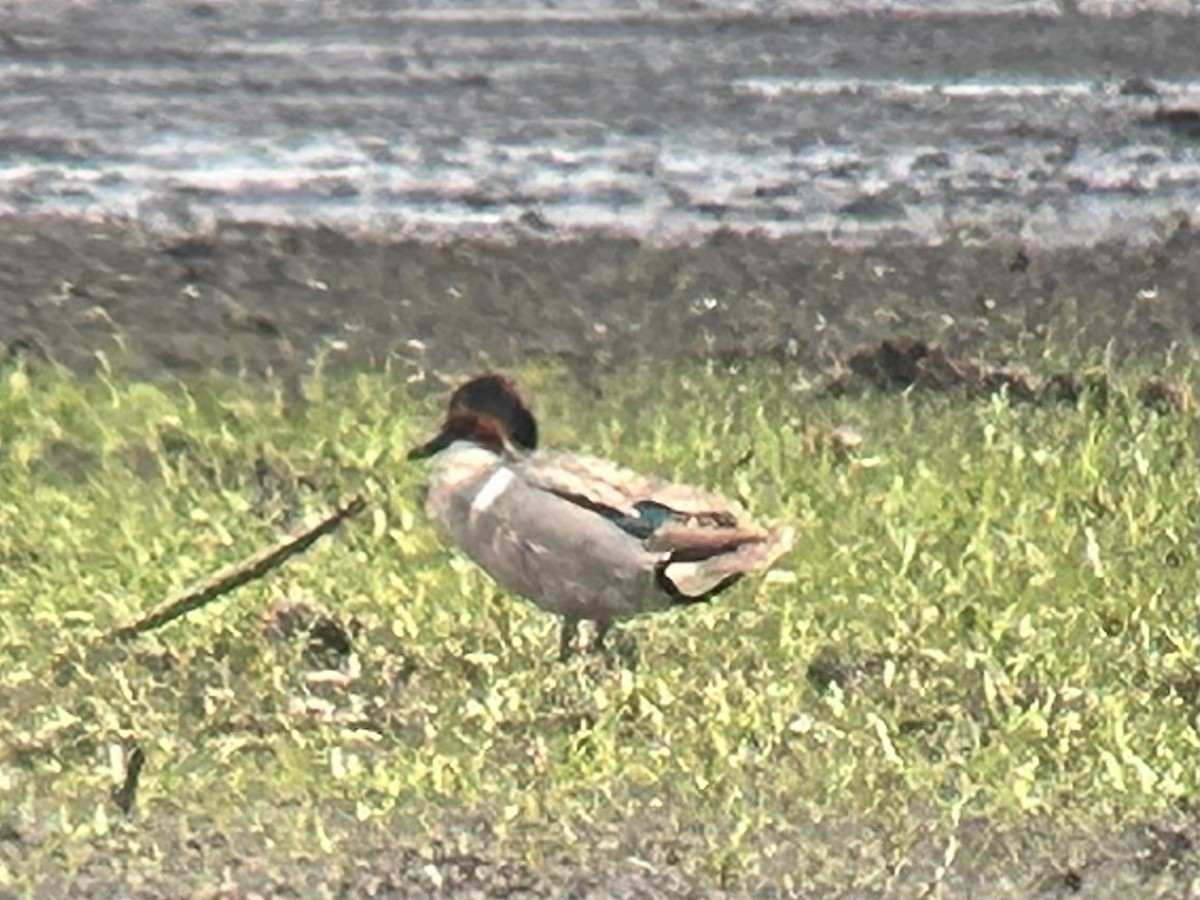 Green-winged Teal - ML582606061