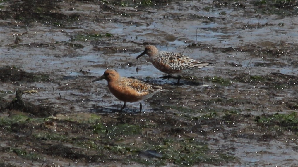 Red Knot - ML582607151