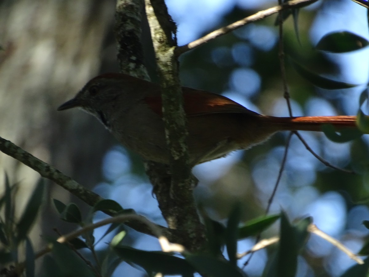 Sooty-fronted Spinetail - ML582607451