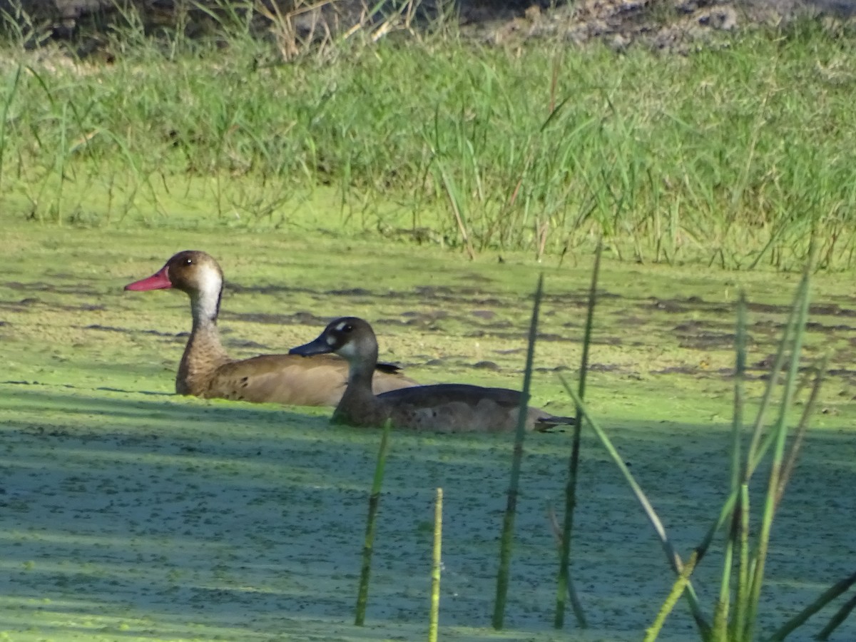 Brazilian Teal - Mirian Del Río