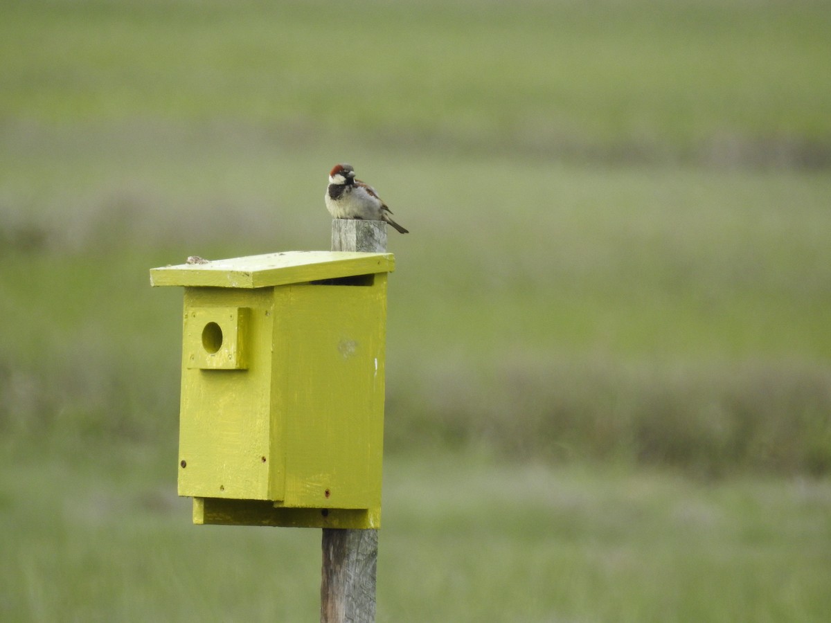 House Sparrow - ML582608311