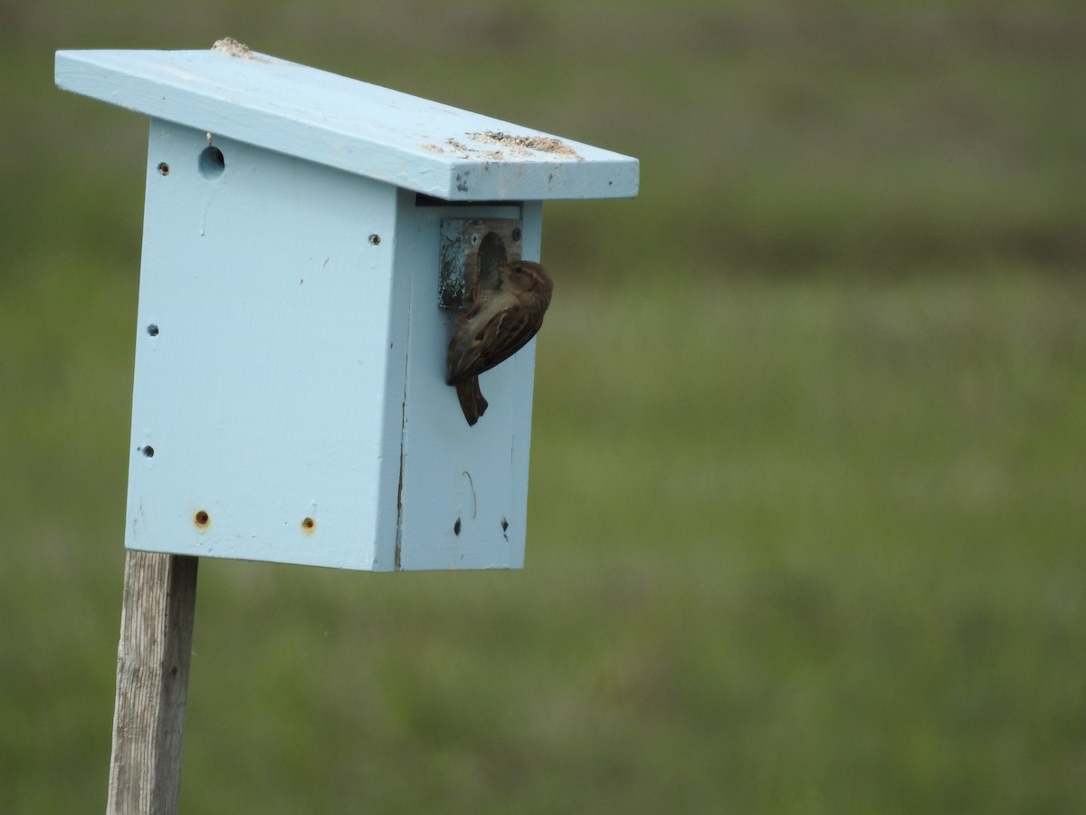 House Sparrow - ML582608461