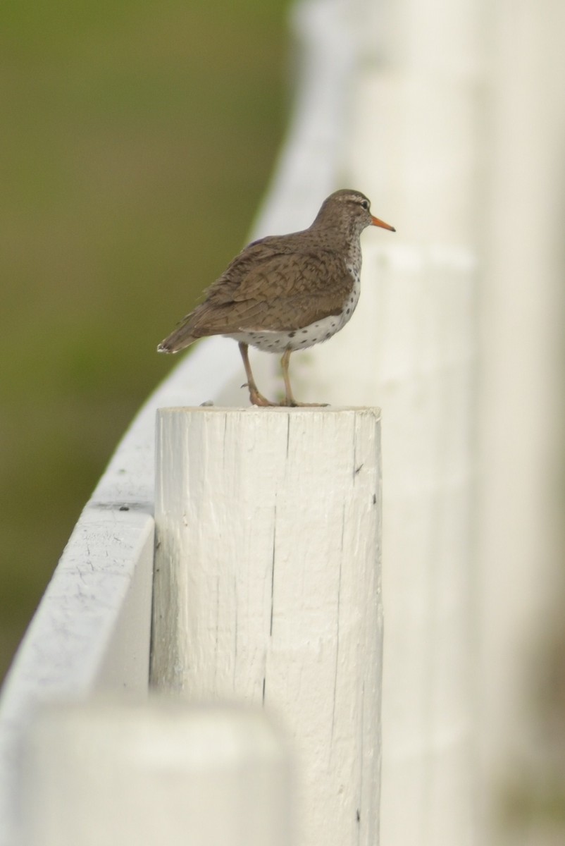 Spotted Sandpiper - Catherine McLean