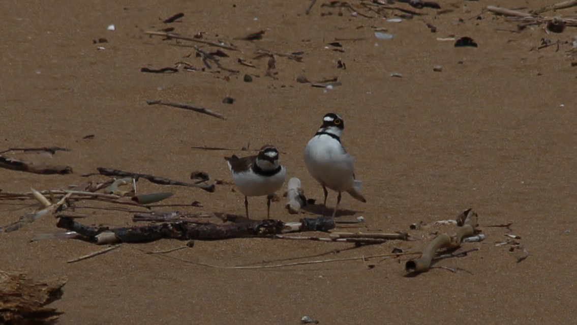 Little Ringed Plover - ML582609321