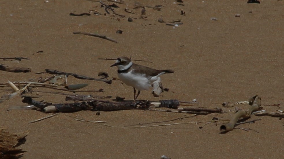 Little Ringed Plover - ML582609331