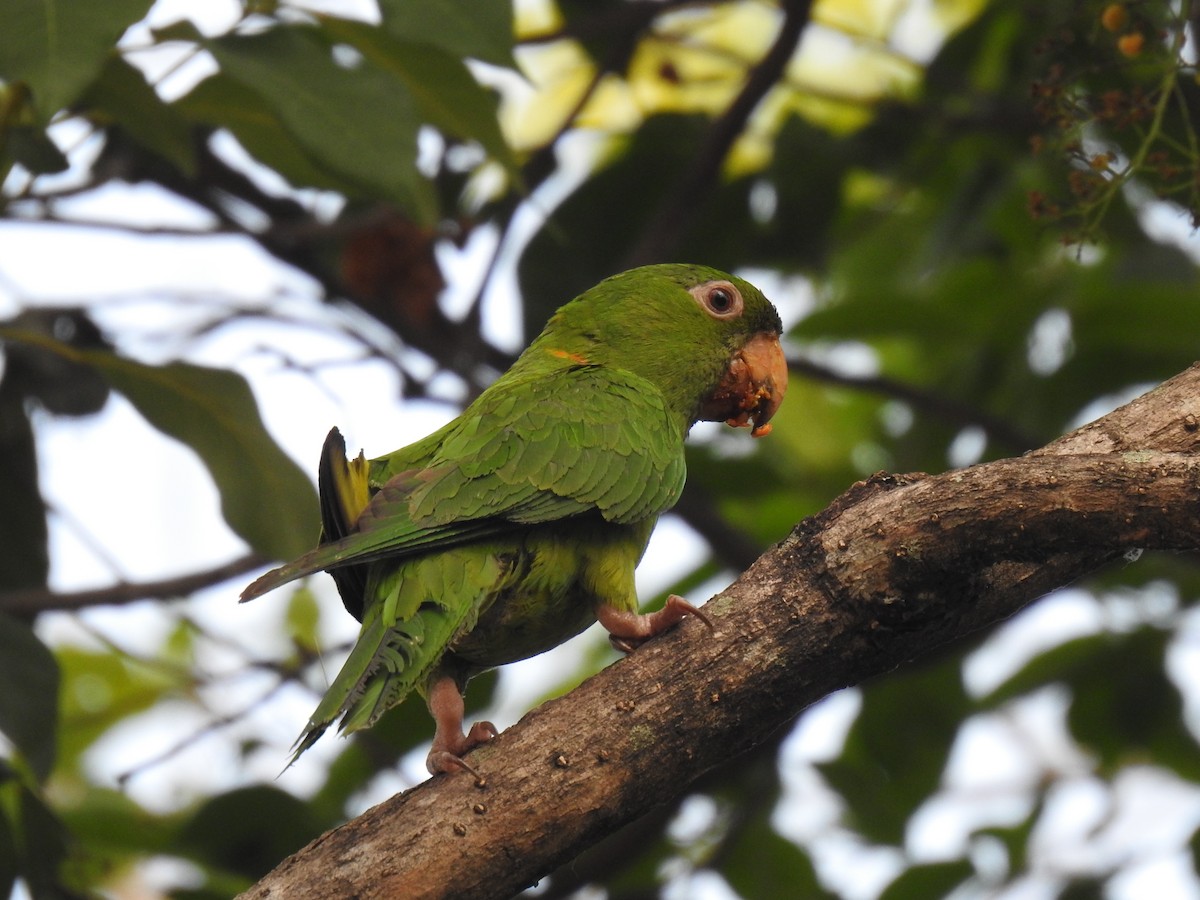 Green Parakeet - ML582609701