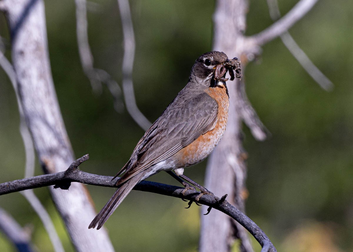 American Robin - ML582610431