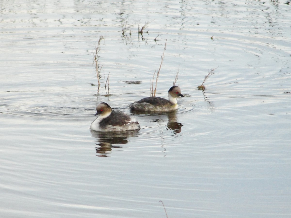 Silvery Grebe - Alex Bovo