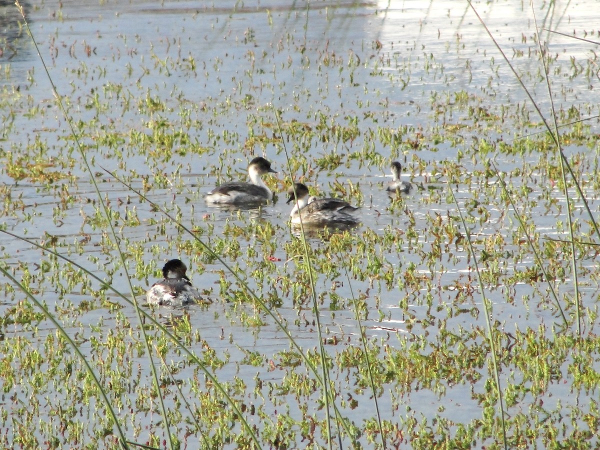 Silvery Grebe - ML582610781