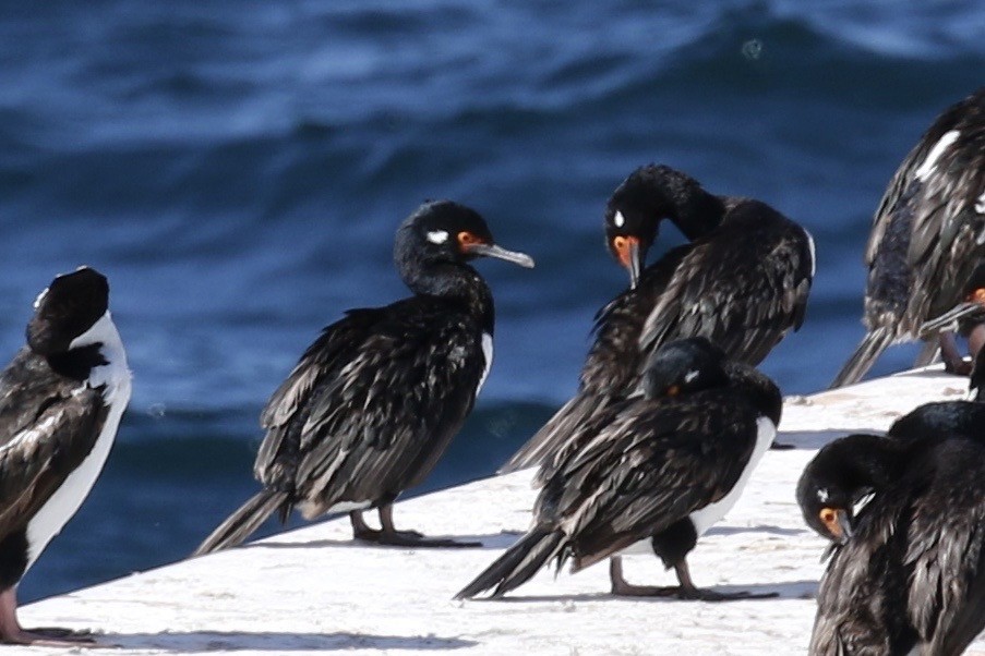 Magellanic Cormorant - ML582610931