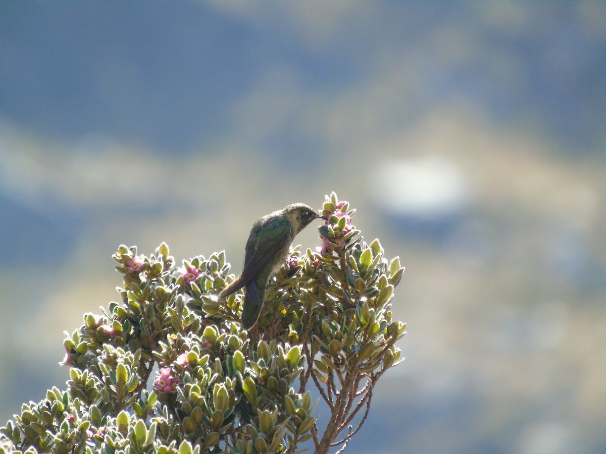 Blue-bearded Helmetcrest - ML582611041