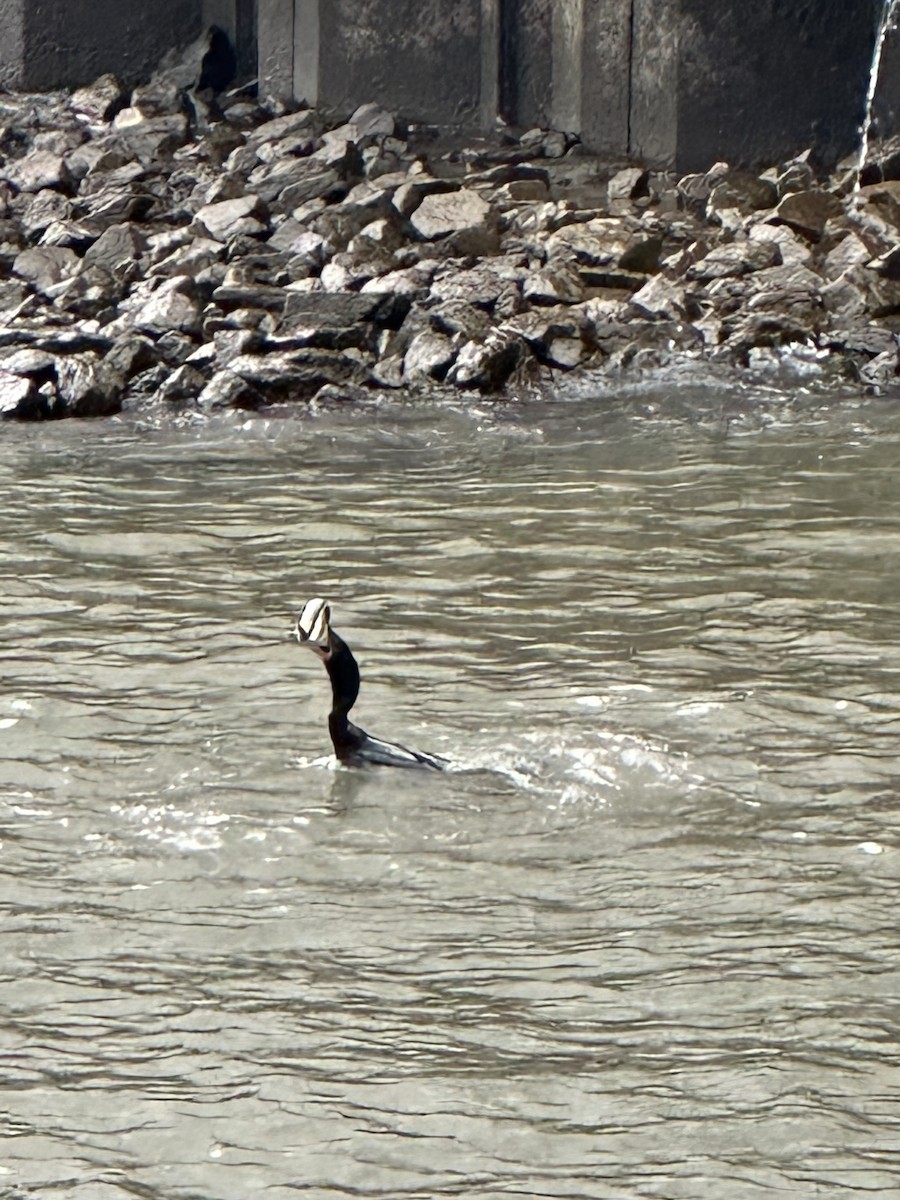 Double-crested Cormorant - ML582611051