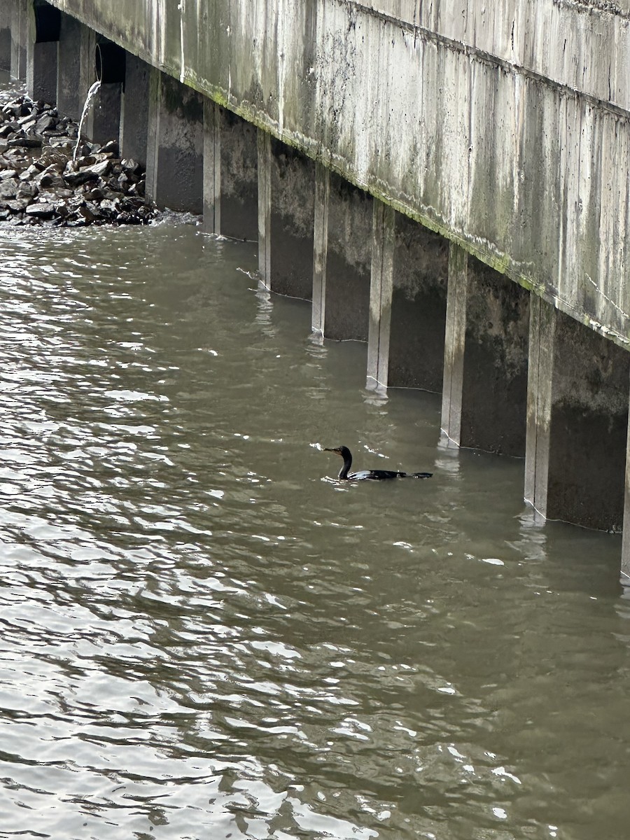 Double-crested Cormorant - ML582611061