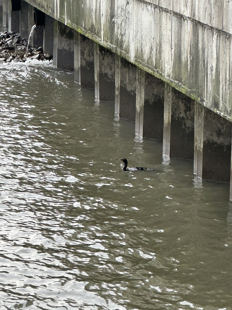 Double-crested Cormorant - ML582611071