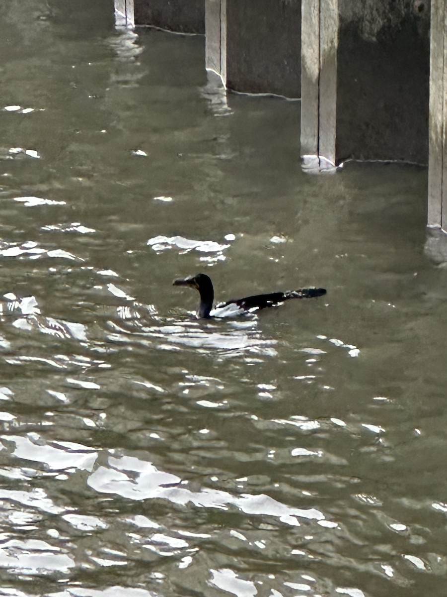 Double-crested Cormorant - ML582611121