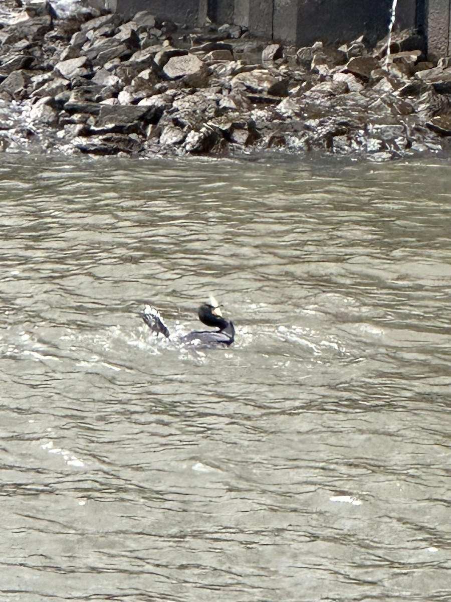 Double-crested Cormorant - ML582611141