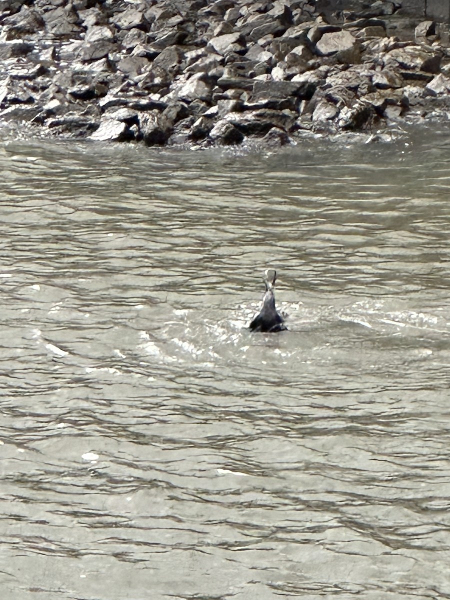 Double-crested Cormorant - ML582611151