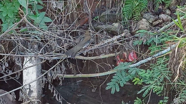 Creamy-bellied Thrush - ML582612131