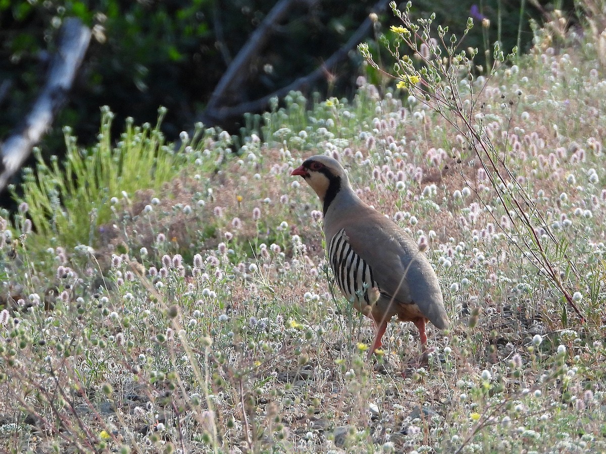 Chukar - ML582612171