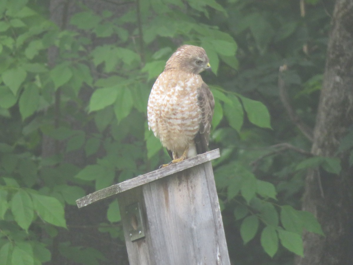 Gavilán de Cooper - ML582612861