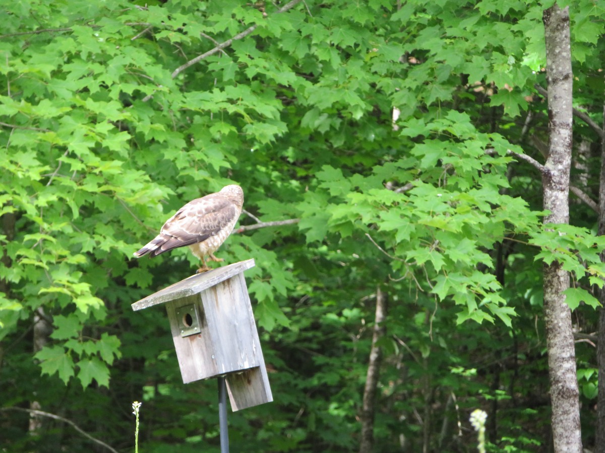 Gavilán de Cooper - ML582612931