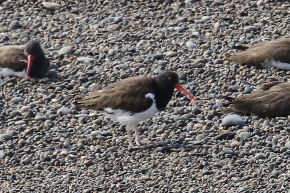 American Oystercatcher - ML582613491