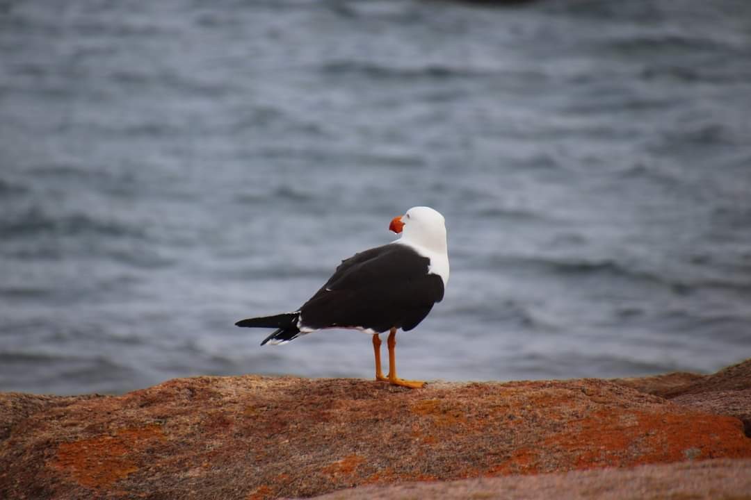 Pacific Gull - ML582613621