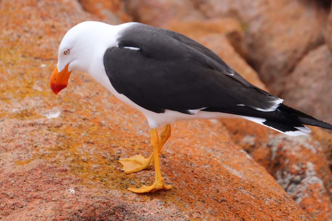 Pacific Gull - ML582613631