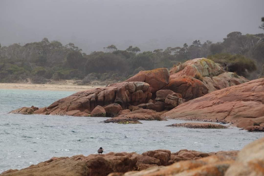 Sooty Oystercatcher - ML582613991
