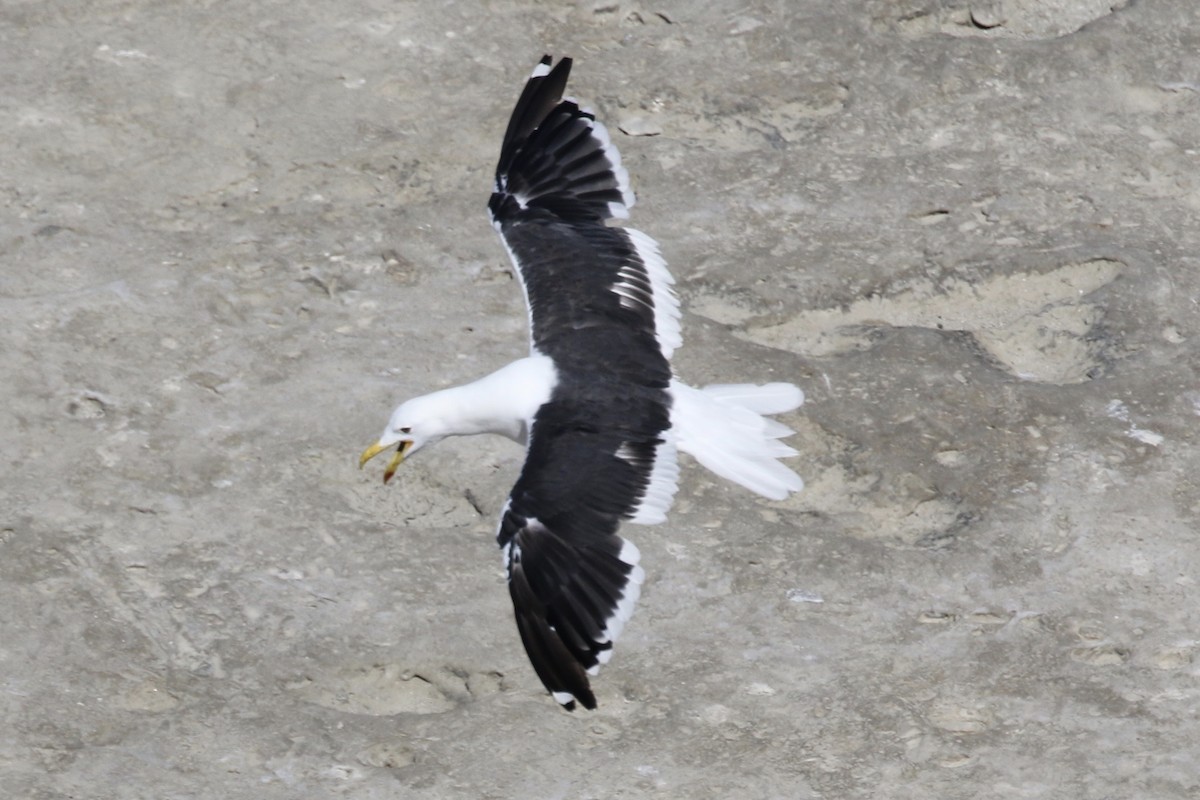 Kelp Gull - ML582614791