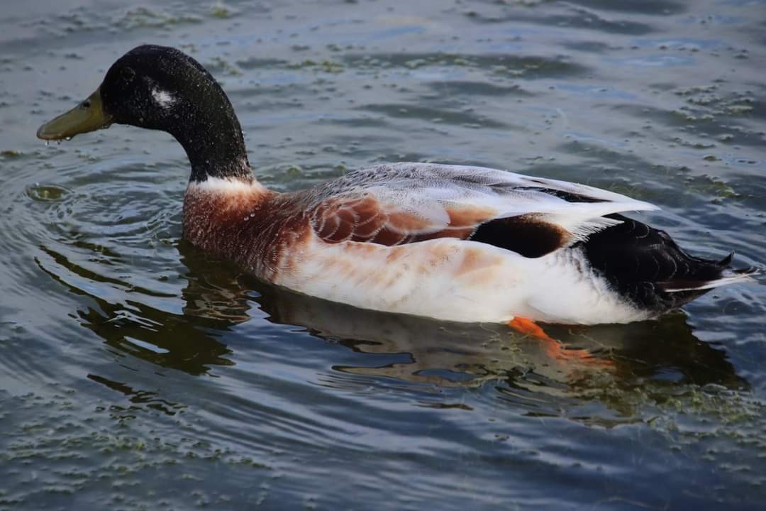 Mallard (Domestic type) - ML582616541