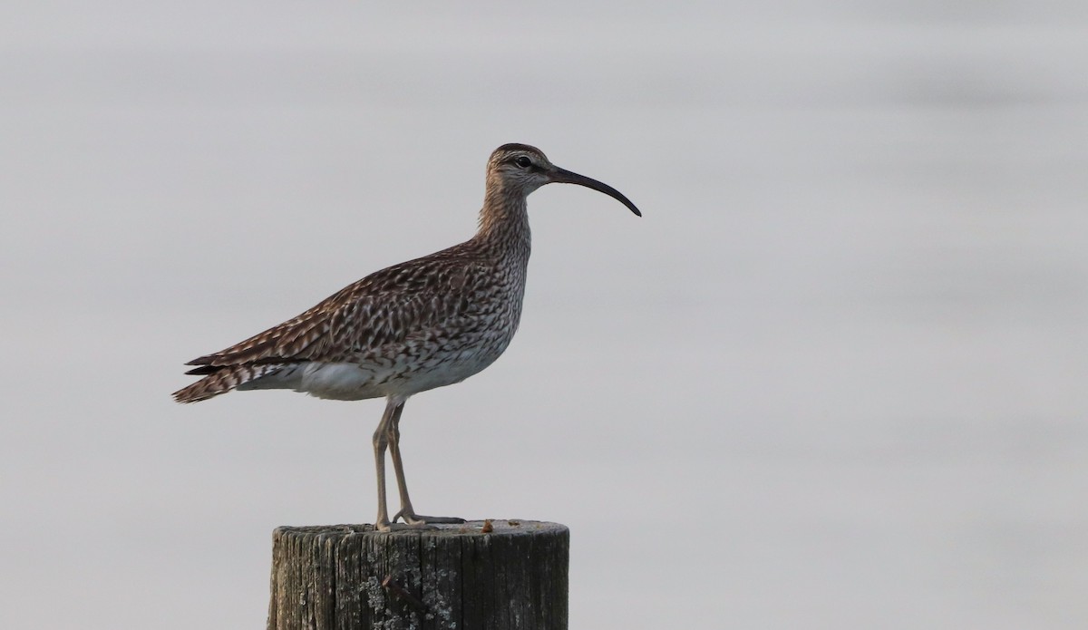 Regenbrachvogel - ML582616861